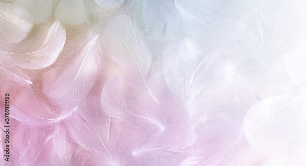 Angel Message Fluffy White Feathers Background - randomly scattered short white curly bird feathers with pastel colouring fading to white on right side ideal for angelic messages

