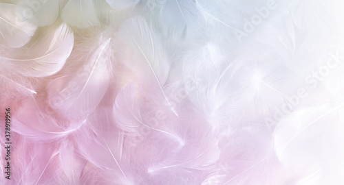Angel Message Fluffy White Feathers Background - randomly scattered short white curly bird feathers with pastel colouring fading to white on right side ideal for angelic messages 