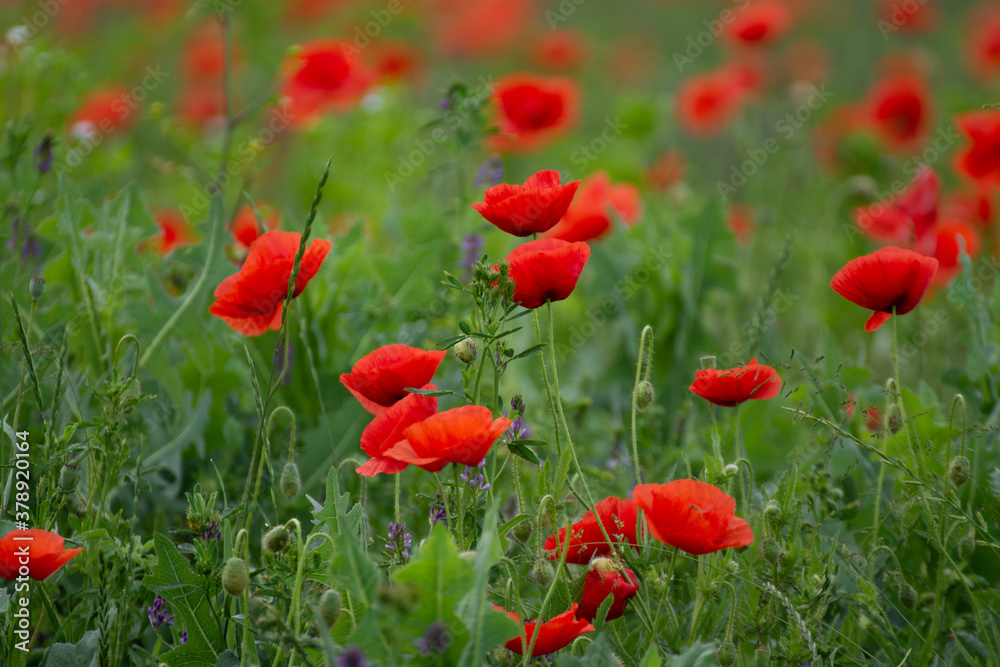 Field with poppies in Cristur, sunrise
and fog, Sieu, Bistrita, Romania, 2020 Field with poppies in Cristur, sunrise
and fog, Sieu, Bistrita, Romania, 2020