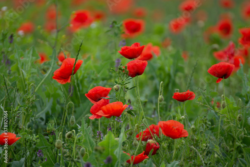 Field with poppies in Cristur  sunrise   and fog  Sieu  Bistrita  Romania  2020