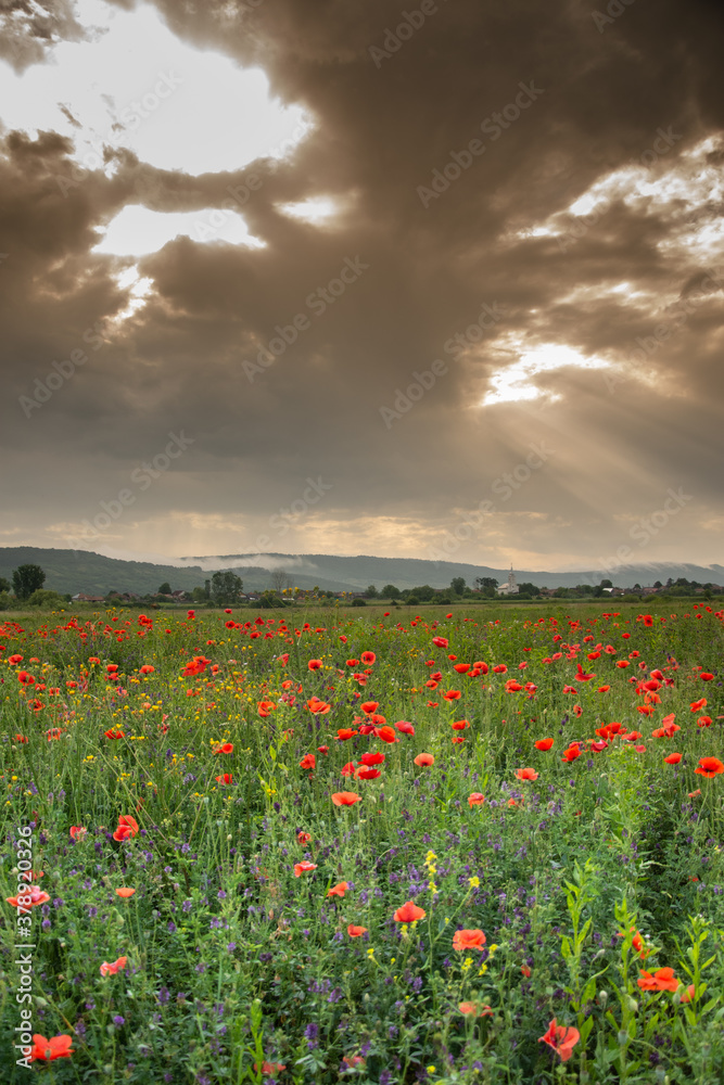 Obraz premium Field with poppies in Cristur, sunrise and fog, Sieu, Bistrita, Romania, 2020