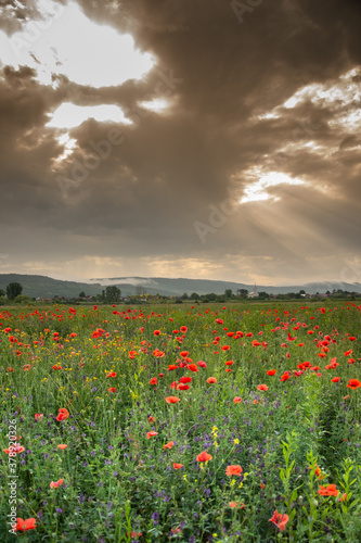 Field with poppies in Cristur  sunrise   and fog  Sieu  Bistrita  Romania  2020