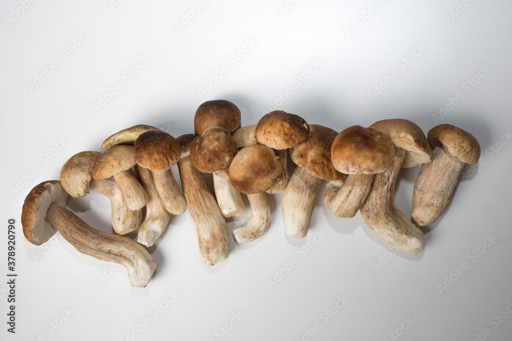 Freshly picked porcini mushrooms. Boletus with a brown hat. Freshly picked porcini mushrooms. Boletus with a brown hat.