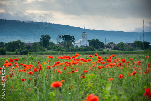 Field with poppies in Cristur, sunrise
  and fog, Sieu, Bistrita, Romania, 2020 photo