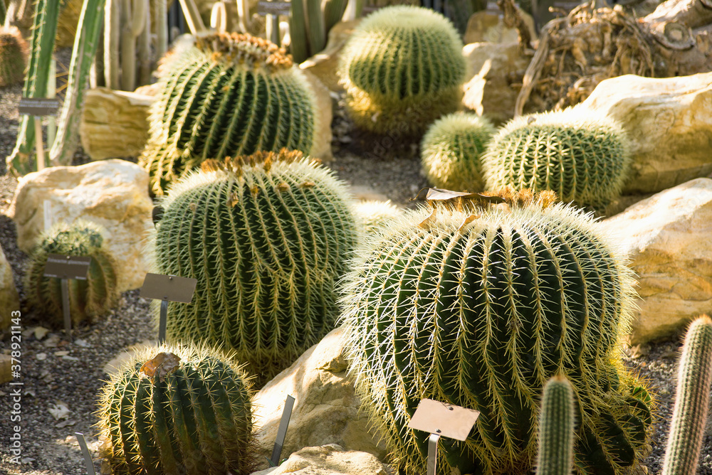 Different cacti in the botanical garden Different cacti in the botanical garden