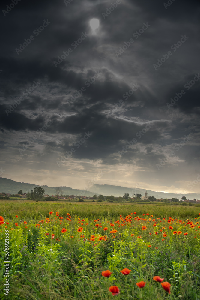 Field with poppies in Cristur, sunrise
  and fog, Sieu, Bistrita, Romania, 2020