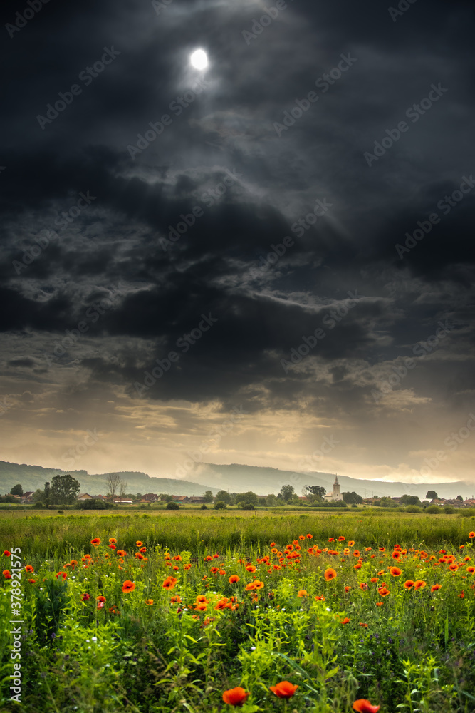 Field with poppies in Cristur, sunrise
  and fog, Sieu, Bistrita, Romania, 2020