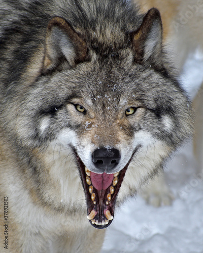 Photography A Timber Wolf smiles with a yawn