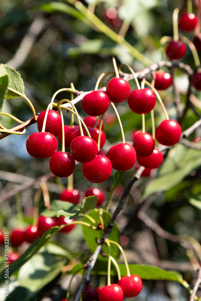 On a tree branch hanging, ripe red berries cherry. On a tree branch hanging, ripe red berries cherry.
