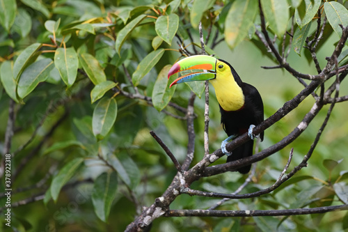Keel-billed Toucan perches on tree