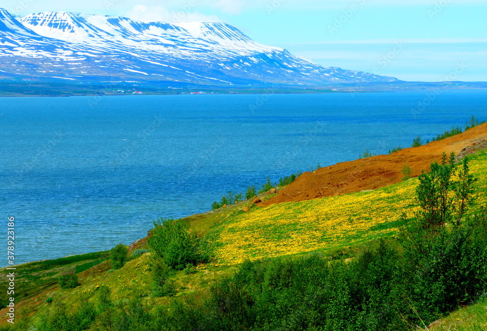 Beautiful landscape near Akureyri, Iceland. Snow mountains, blue sea water, green fields with yellow flowers dandelions. Idyllic peaceful nature. Northern beauty. Eyja fjord. Beautiful landscape near Akureyri, Iceland. Snow mountains, blue sea water, green fields with yellow flowers dandelions. Idyllic peaceful nature. Northern beauty. Eyja fjord.