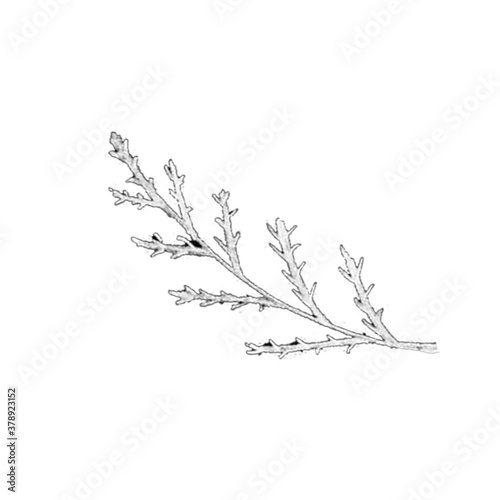 Black and White Hand-Drawn Isolated Flower Twig. Monochrome Botanical Plant Illustration in Sketch Style. Thin-leaved Marigolds for Print  Tattoo  Design  Holiday  Wedding and Birthday Card.