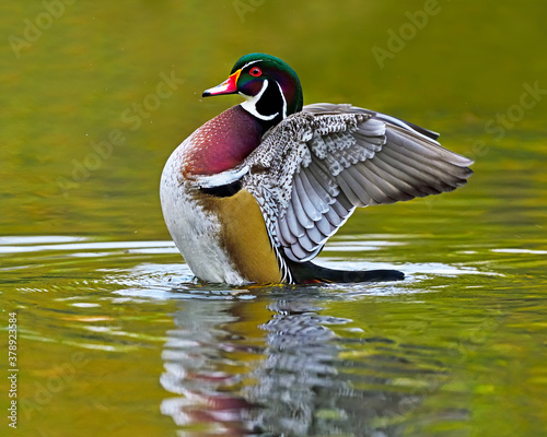 Canvas Print A drake Wood Duck flaps its wings
