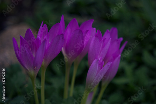 purple garden flowers close up