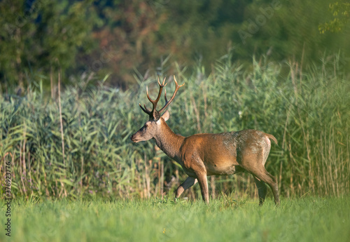 Fototapeta Naklejka Na Ścianę i Meble -  Red deer walking on meadow