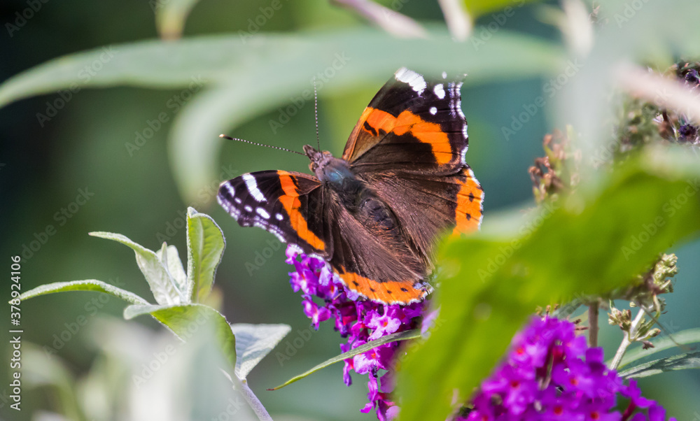 Schmetterling Admiral Flügel orange schwarz Schmetterling Admiral Flügel orange schwarz