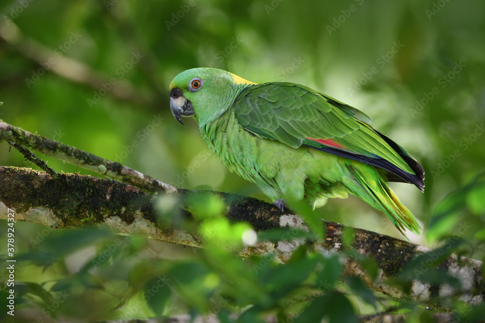 Yellow-naped amazon parrot perched on tree Yellow-naped amazon parrot perched on tree