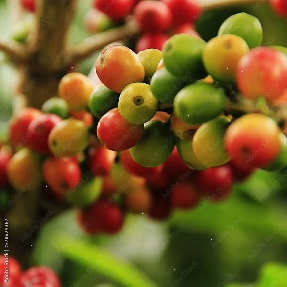 coffee coffee