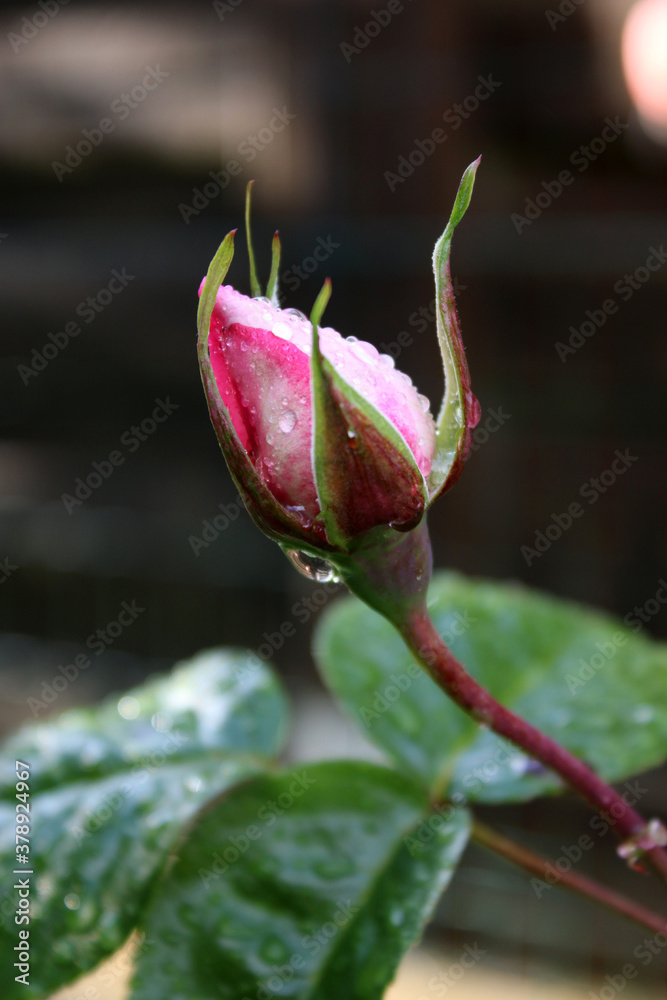 Roses en Bourgeon Roses en Bourgeon
