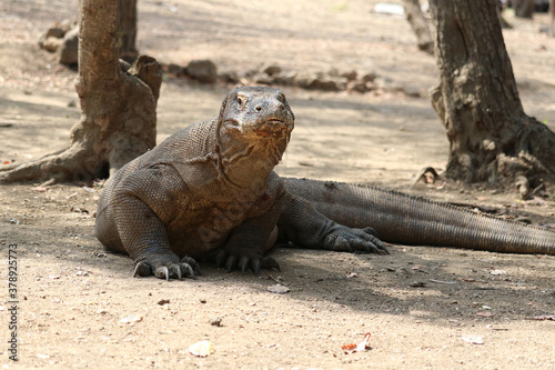 Komodo dragon  monitor lizard on Rinca  Indonesia