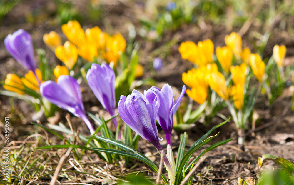 First spring flowers. Violet and yellow Crocuses blooming in sunny day First spring flowers. Violet and yellow Crocuses blooming in sunny day