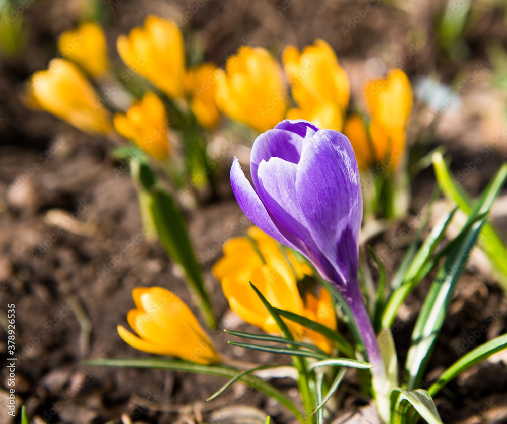 Obraz premium First spring flowers. Violet and yellow Crocuses blooming in sunny day