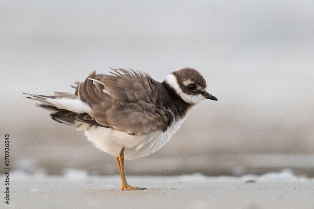 Fototapeta premium Waders or shorebirds, ringed plover on the beach