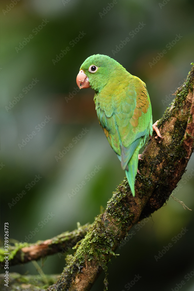 Orange-chinned parakeet perched on branch
