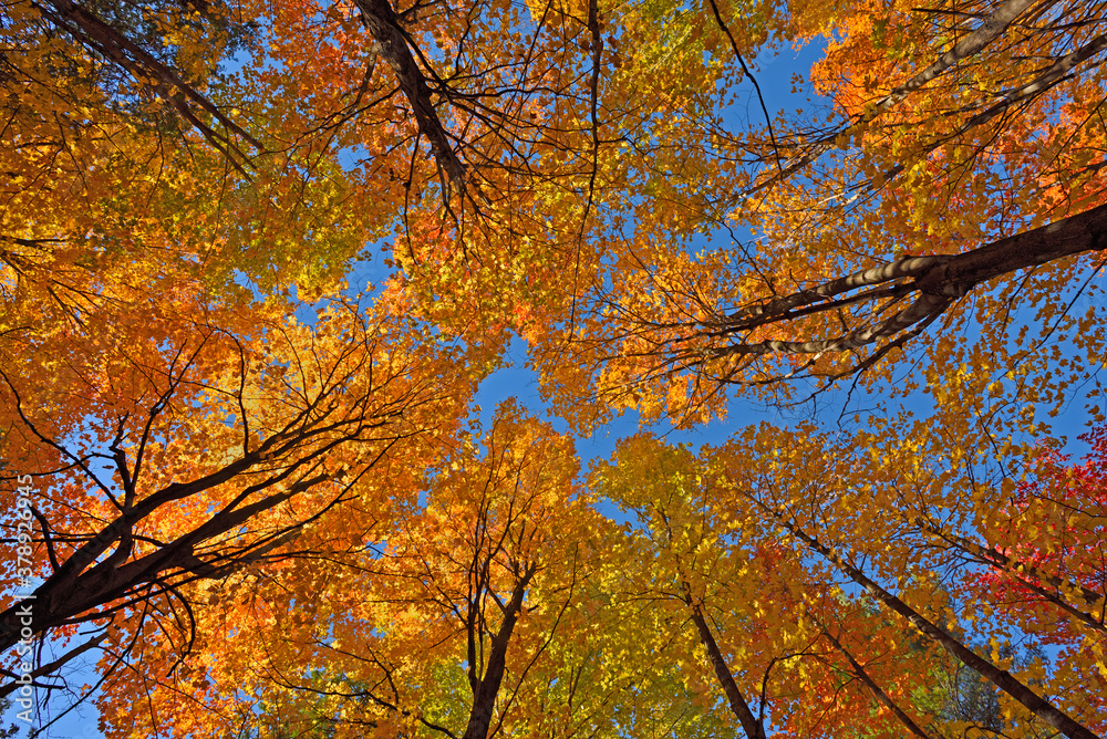 Looking up in a Sugar Maple Forest during autumn Looking up in a Sugar Maple Forest during autumn