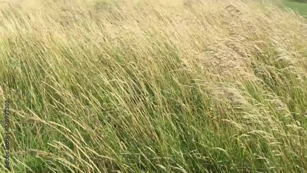 grass meadow blowing in wind breeze background with copy space grass meadow blowing in wind breeze background with copy space