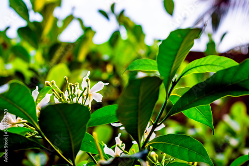 Nature photography of white tugger flower with fresh green leaves, buds on branch of tree at garden. Beautiful periwinkle or Nayantara flowers in plant in bright morning sunshine. Copy Space For Text. photo