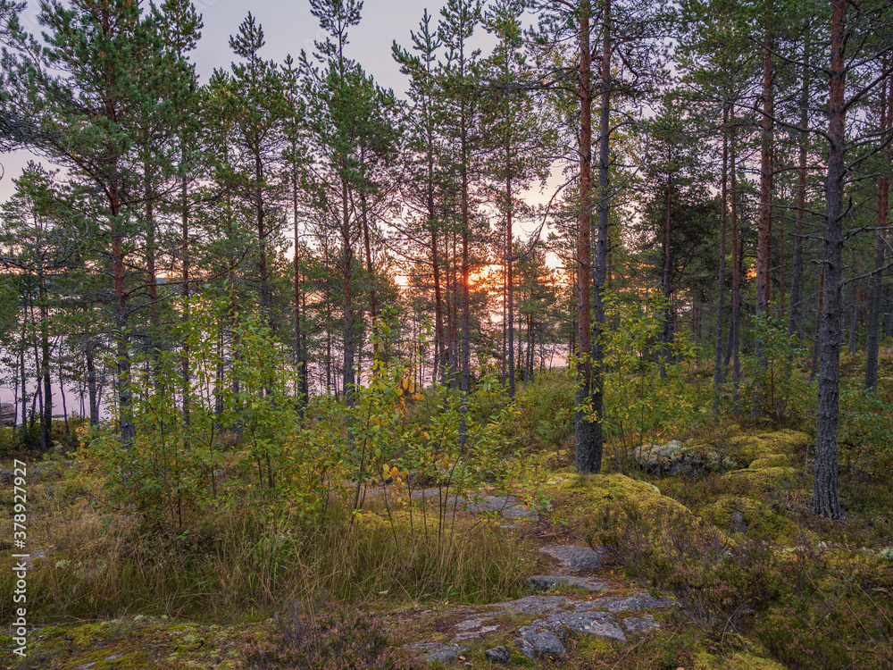 Sunrise forest