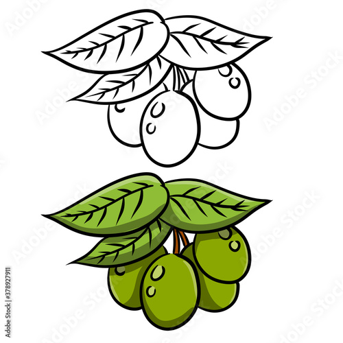 Olive. Green vegetable on branch with leaves. Element of oil and a healthy diet. Cartoon illustration isolated on white