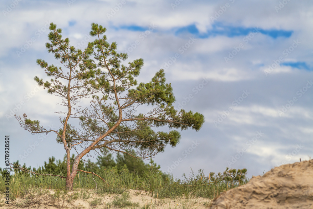 Lonely Pine Tree - Baltic Sea
