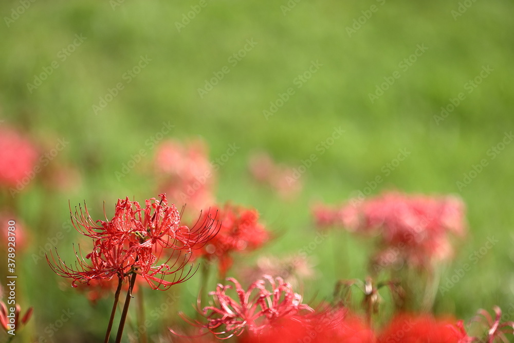 彼岸花 彼岸花