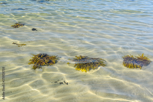 Braunalgen im flachen Wasser am Sandstrand mit Horizont und Reflexionen photo