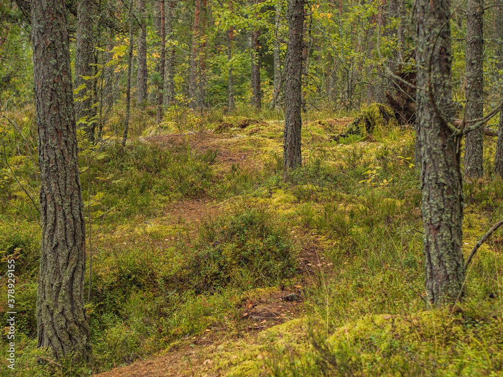 Fototapeta premium Autumn forest