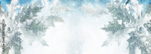 Winter background with snowy oak leaves and natural winter bokeh. Snow nature...