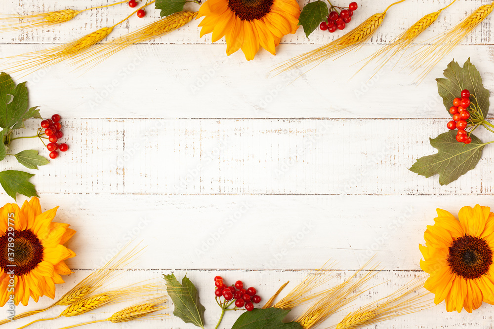 Concept of fall harvest or Thanksgiving day. Autumn composition with wheat ears, sunflowers and berries on white wooden table. Flat lay, copy space - obrazy, fototapety, plakaty 