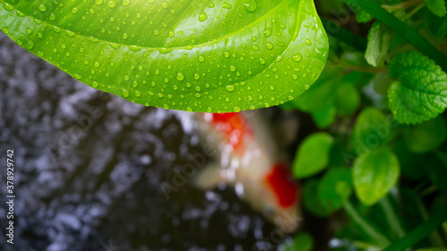 Plants and carp in the pond