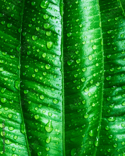 Rain drops on green leaves