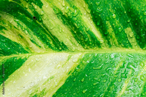 Rain drops on green leaves