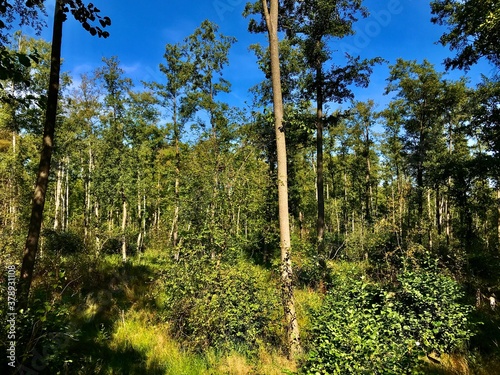 Spreewald in Lübbenau / Lehde (Brandenburg)