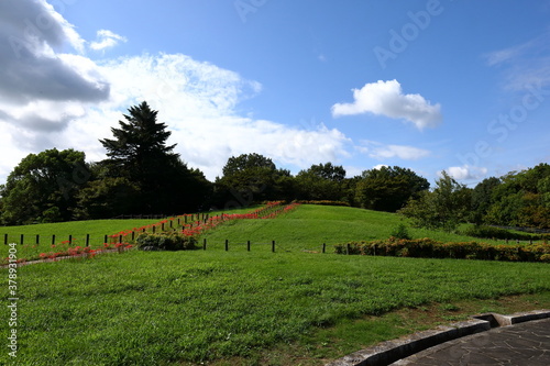 奈良県北葛城郡広陵町の三吉２号墳の彼岸花 photo