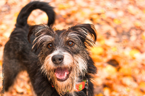 funny mix breed dog in the autumn leaves