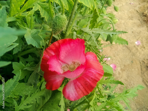 A poppy is a flowering plant in the subfamily Papaveroideae of the family Papaveraceae. Poppies are herbaceous plants, often grown for their colourful flowers. photo