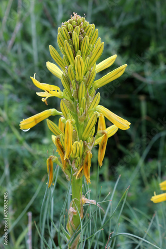 Castilleja Praeterita - Pinceau Indien photo