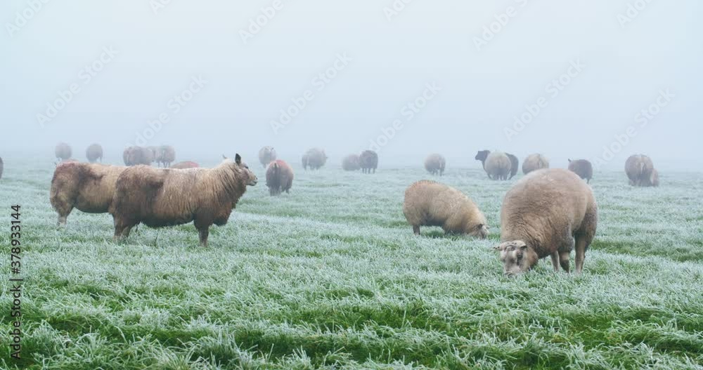 Farming in the Netherlands - a frozen grass field with grazing sheep on a foggy day. Farming in the Netherlands - a frozen grass field with grazing sheep on a foggy day.