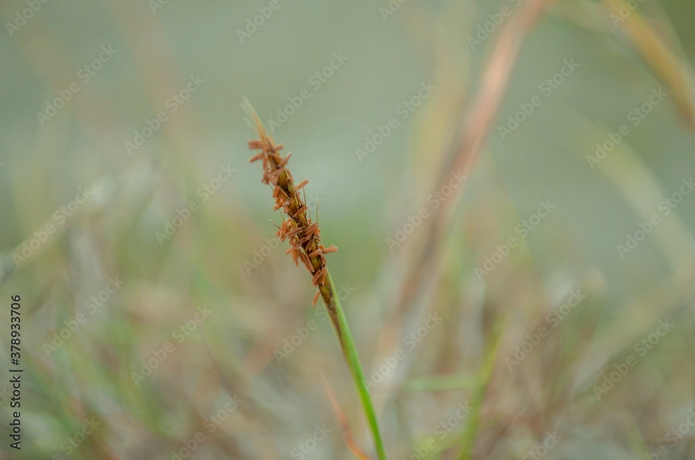 wild herbs