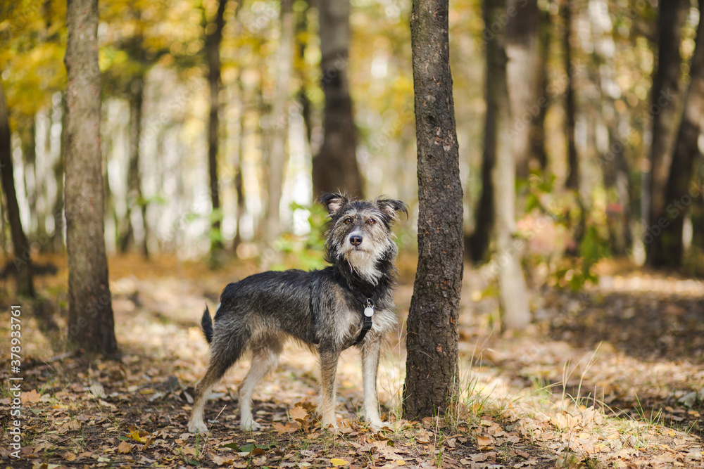 funny mix breed dog in the autumn leaves funny mix breed dog in the autumn leaves